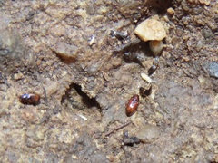 Elaphropus