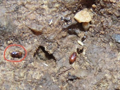 Elaphropus