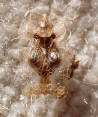 Corythucha incurvata