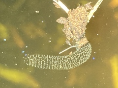 Pterygota