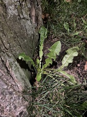 Taraxacum officinale