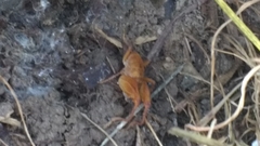 Pristoceuthophilus pacificus