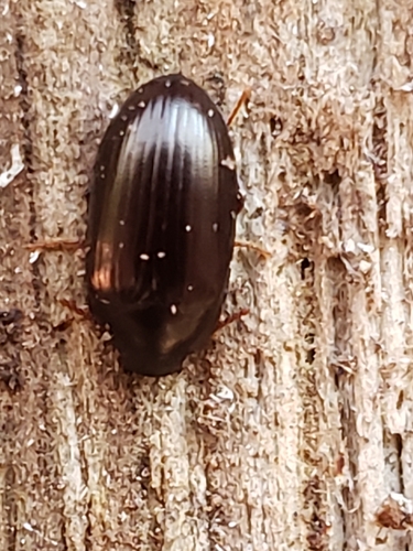 Platydema americanum