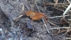 Pristoceuthophilus pacificus