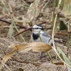 Motacilla alba
