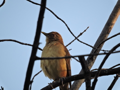 Turdus grayi