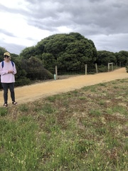 Dasyornis broadbenti