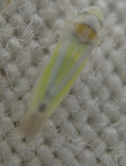 Lindbergina aurovittata