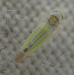 Lindbergina aurovittata