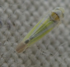 Lindbergina aurovittata