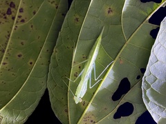 Sinomantis denticulata