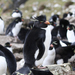 Southern Rockhopper Penguin - Photo (c) Brendan Ryan, some rights reserved (CC BY-NC-SA)