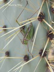 Rhabdocerca tridactyla