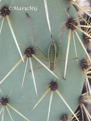 Rhabdocerca tridactyla