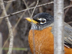 Turdus migratorius