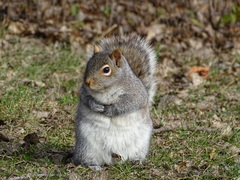Sciurus carolinensis