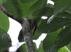 Lepidocolaptes squamatus