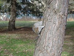 Sciurus carolinensis