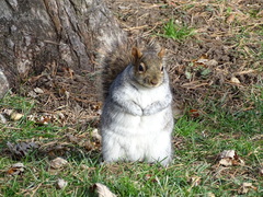 Sciurus carolinensis