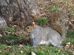 Sciurus carolinensis