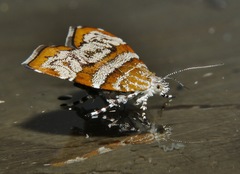 Choreutis periploca