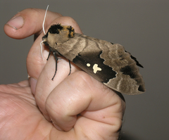 Lophostethus dumolinii