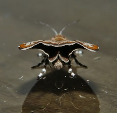 Choreutis periploca