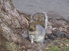 Sciurus carolinensis