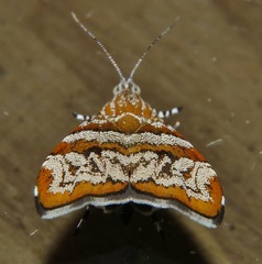 Choreutis periploca