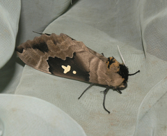 Lophostethus dumolinii