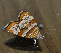 Choreutis periploca