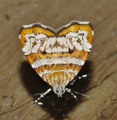 Choreutis periploca