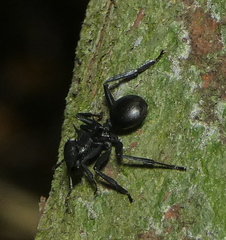 Cephalotes atratus