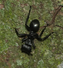 Cephalotes atratus