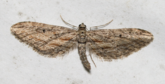 Eupithecia acutipennis