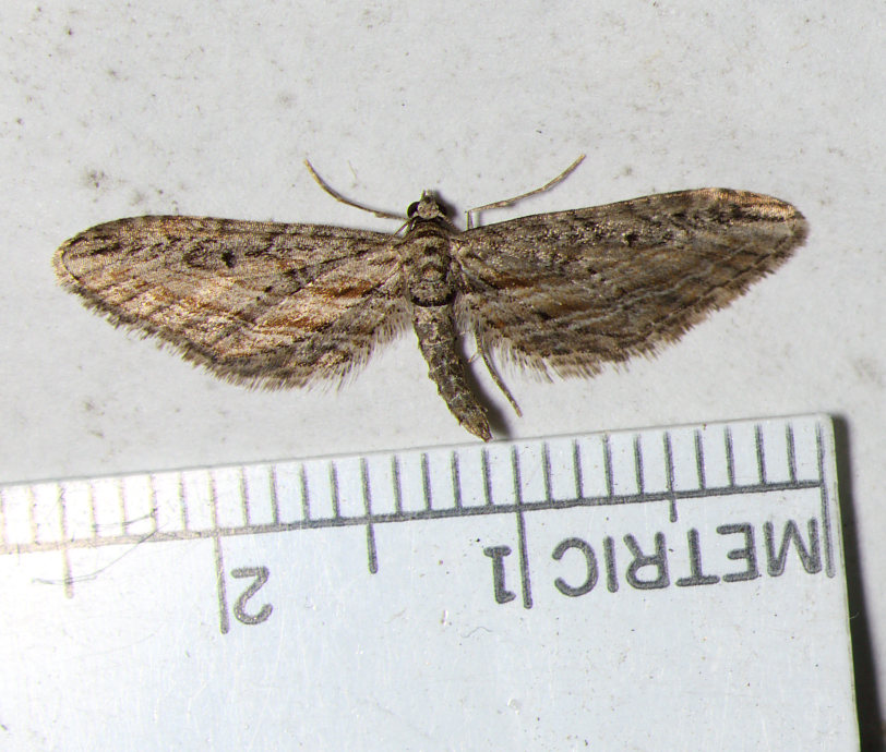 Eupithecia acutipennis