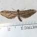 Eupithecia acutipennis - Photo (c) cjackson, osa oikeuksista pidätetään (CC BY-NC), lähettänyt cjackson