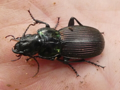 Megadromus speciosus