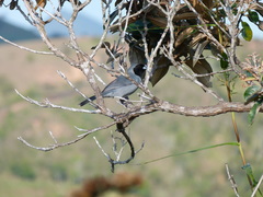 Schistochlamys melanopis