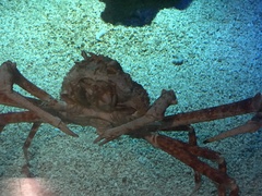 Macrocheira kaempferi