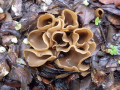 Otidea alutacea
