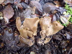 Otidea alutacea