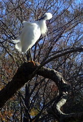Egretta thula image