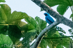 Cotinga maynana
