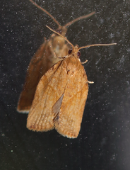 Argyrotaenia franciscana