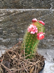 Cleistocactus