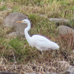 Ardea alba modesta