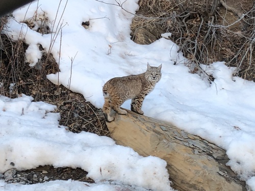 Bobcat photographed in Utah