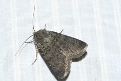 Euxoa comosa