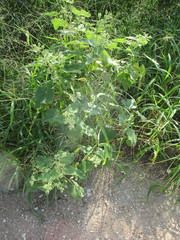 Allowissadula lozanoi